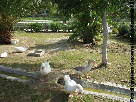 Mini-zoo a Villa Bagnoli